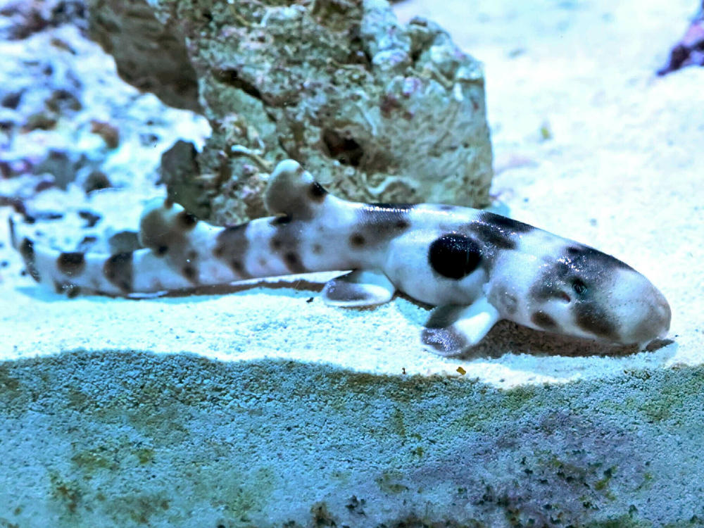 An epaulette shark pup that hatched from an apparent parthenogenesis is now on display at Brookfield Zoo, in a Chicago suburb.
