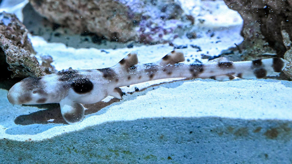 An epaulette baby born through parthenogenesis is now 2 months old. It recently went on display in the Brookfield Zoo's Living Coast exhibit.