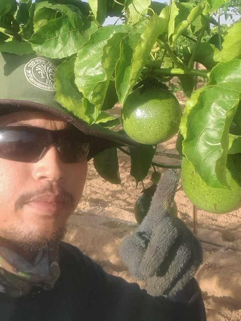 Ubon Namsan poses in a selfie in front of a passion fruit vine in southern Israel. Samsan is one of thousands of Thai agricultural workers in Israel who returned to Thailand after the Oct. 7 Hamas attack.