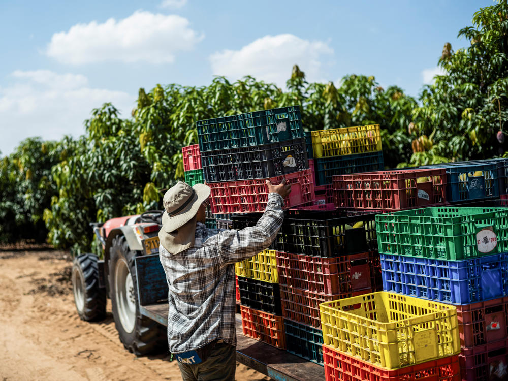 A Thai worker labors in Israeli fields adjacent to the Gaza Strip on Oct. 12.