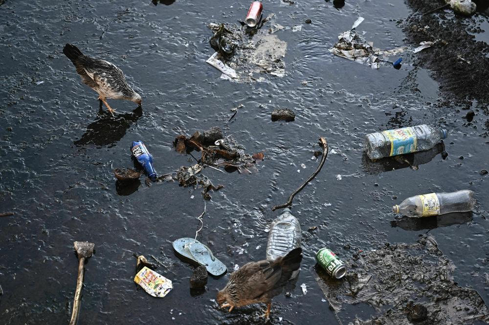 Chickens wade in water that is littered with plastic waste on the island of Mayotte off the coast of southeastern Africa.