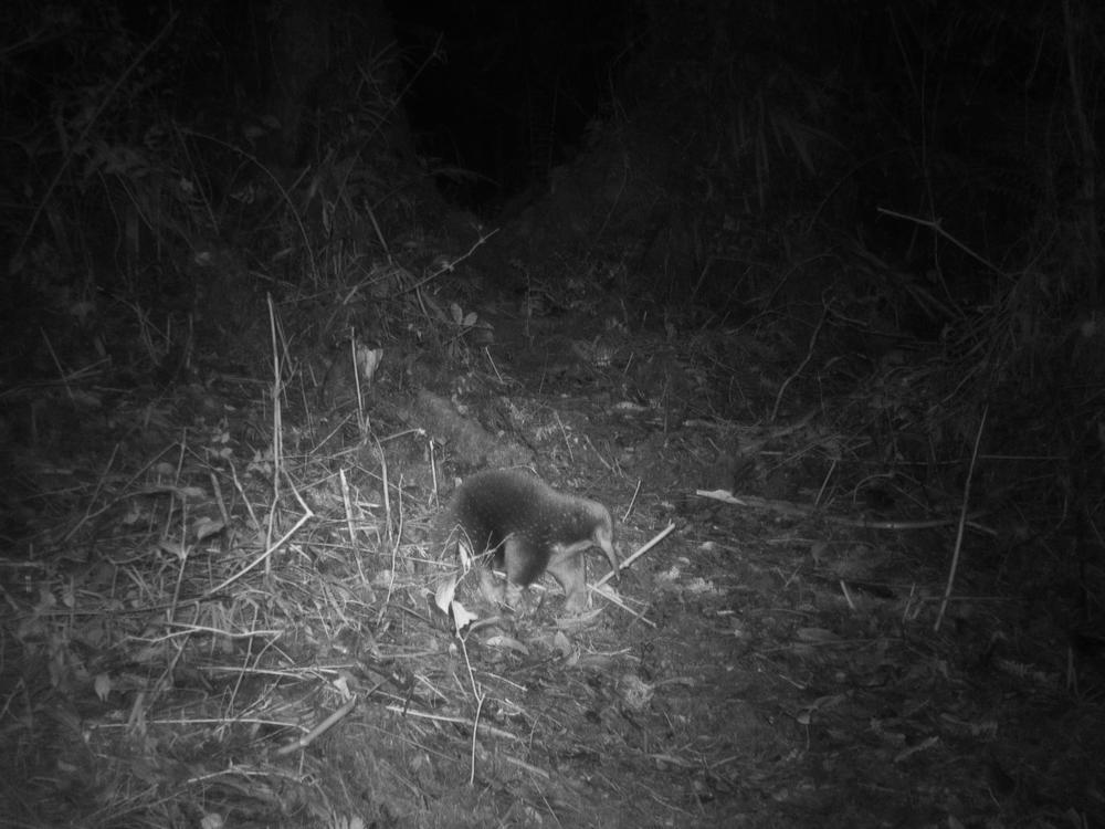 Attenborough's long-beaked echidna, spotted on camera for the first time, was the star finding for researchers during a month-long expedition in the Cyclops Mountains of Papua, Indonesia.
