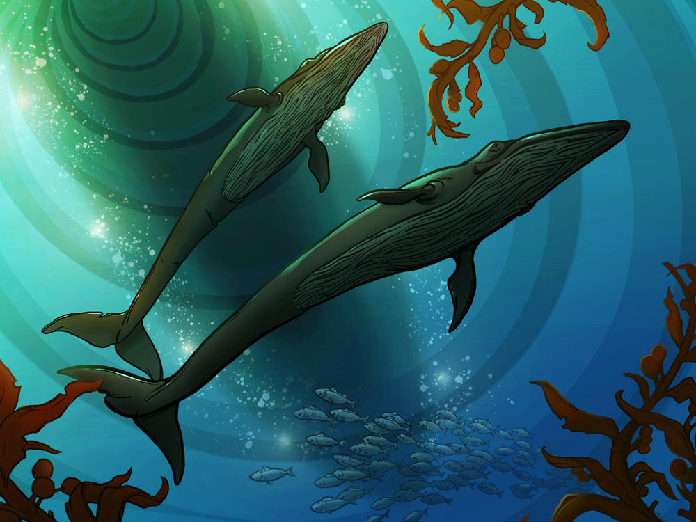 Rice's whales are one of the most recently discovered whale species in the world — and already one of the most endangered. But protections for the Gulf of Mexico species have been repeatedly delayed.