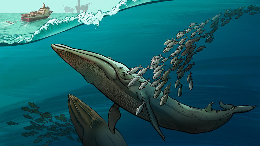 Scientists have observed that Rice's whales have sometimes stopped making their own sounds in the presence of ships.