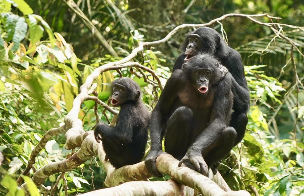 Bonobos who are inclined to groom others in their group will also groom members of a new community they encounter — a behavior that can lead to cooperation between the groups.
