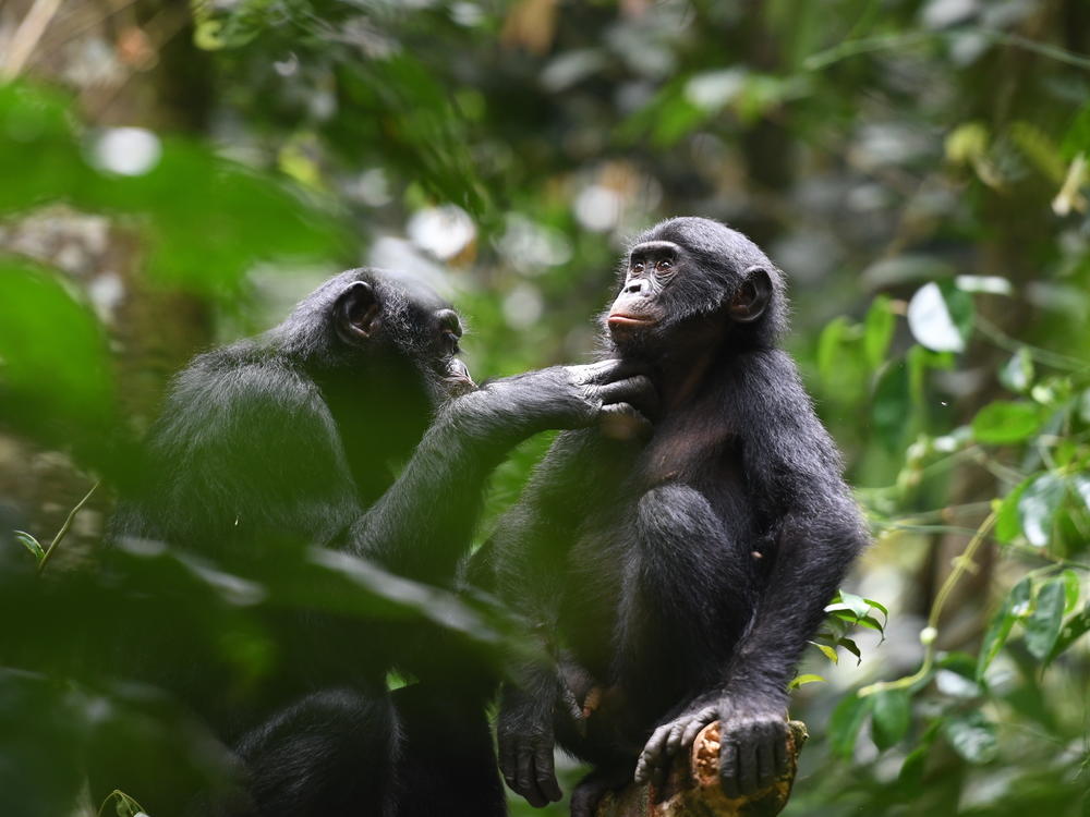 Bonobos (pictured) and chimpanzees are our closest relatives. A new study looks at how a community of bonobos behave when they encounter a different group of bonobos. It's markedly different from the way chimps treat strangers.
