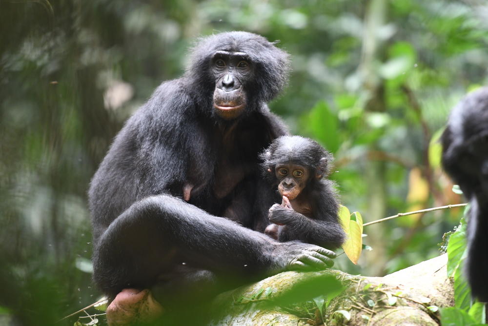 Bonobos live in a matriarchal society.