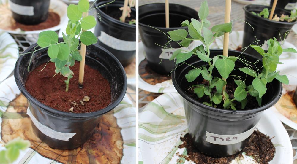English peas grow in simulated Martian dirt.
