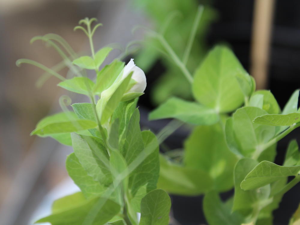 Mendoza hopes his experiment contributes to further research on the topic.