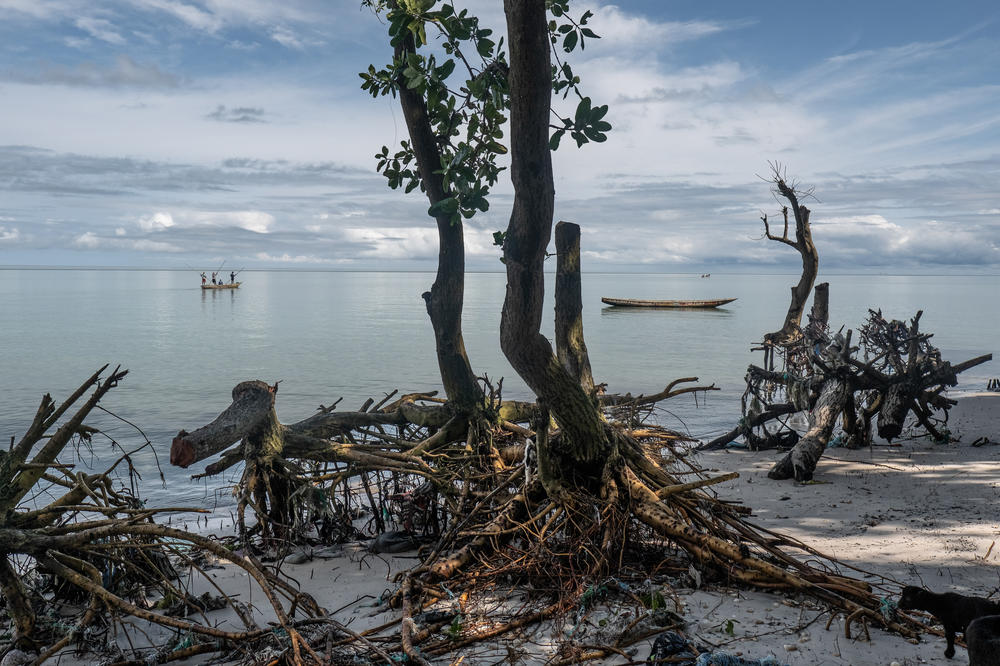 Dead and dying trees, the remnants of what were once extensive forests, dot the fast receding shoreline of Nyangai Island, Sierra Leone.