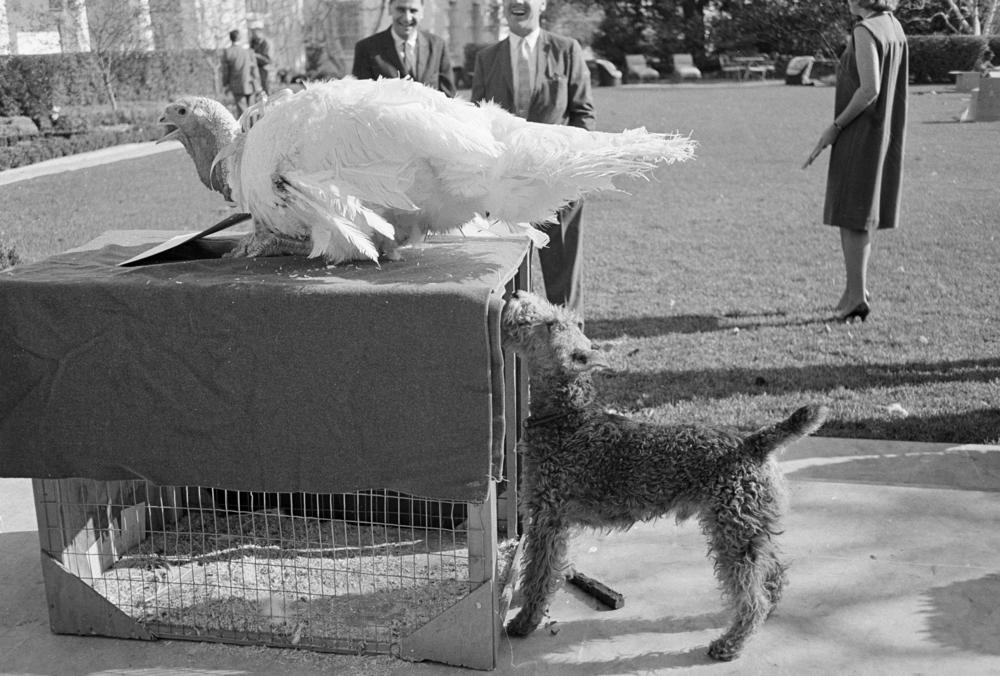 Charlie, Caroline Kennedy's pet Welsh terrier, inspects a turkey presented to President Kennedy after a traditional Thanksgiving week ceremony at the White House in Washington, Nov. 19, 1963. President Kennedy 
