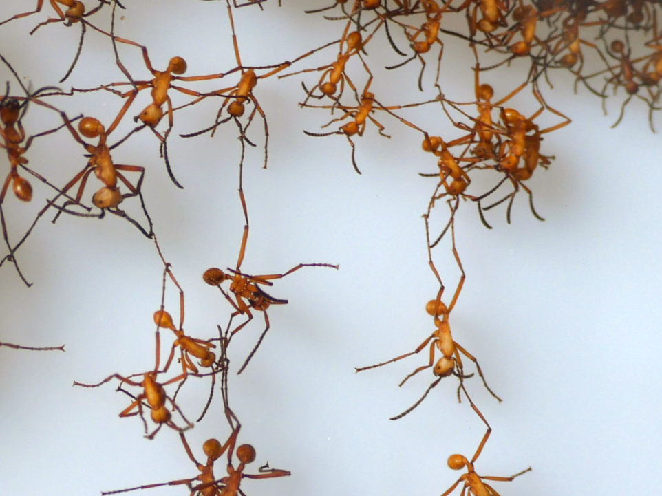 When army ants encounter obstacles, they link together to build living bridges.