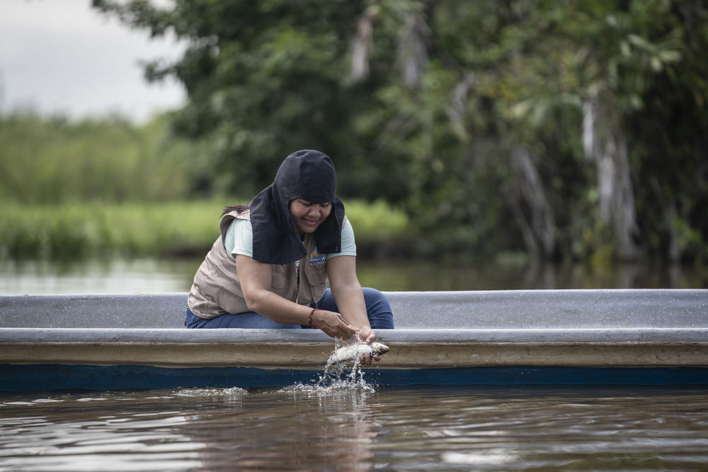 Velásquez washes a fish caught on a Magdalena River tributary. Due to oil pollution, fishing is prohibited along some tributaries near Barrancabermeja.
