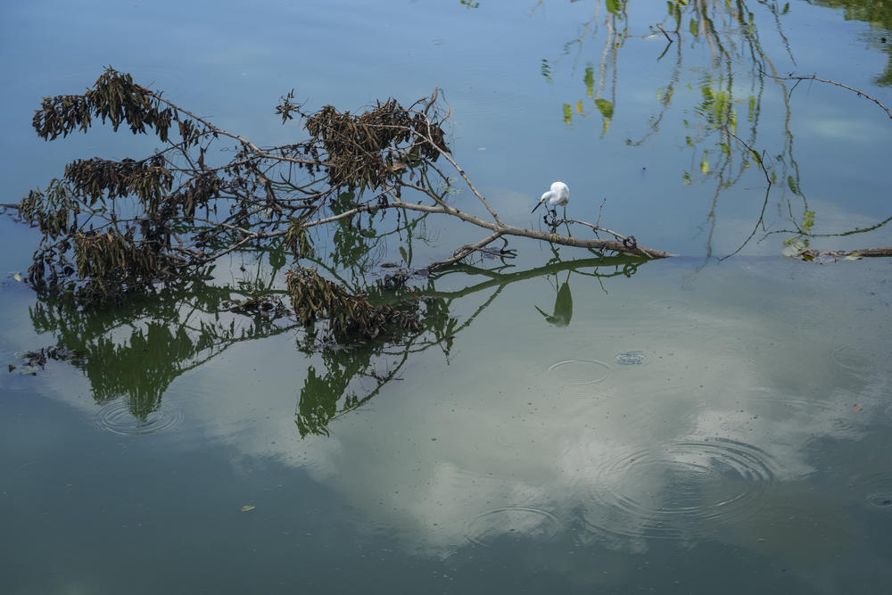 A heron resting on a tree branch on a polluted tributary of the Magdalena River.