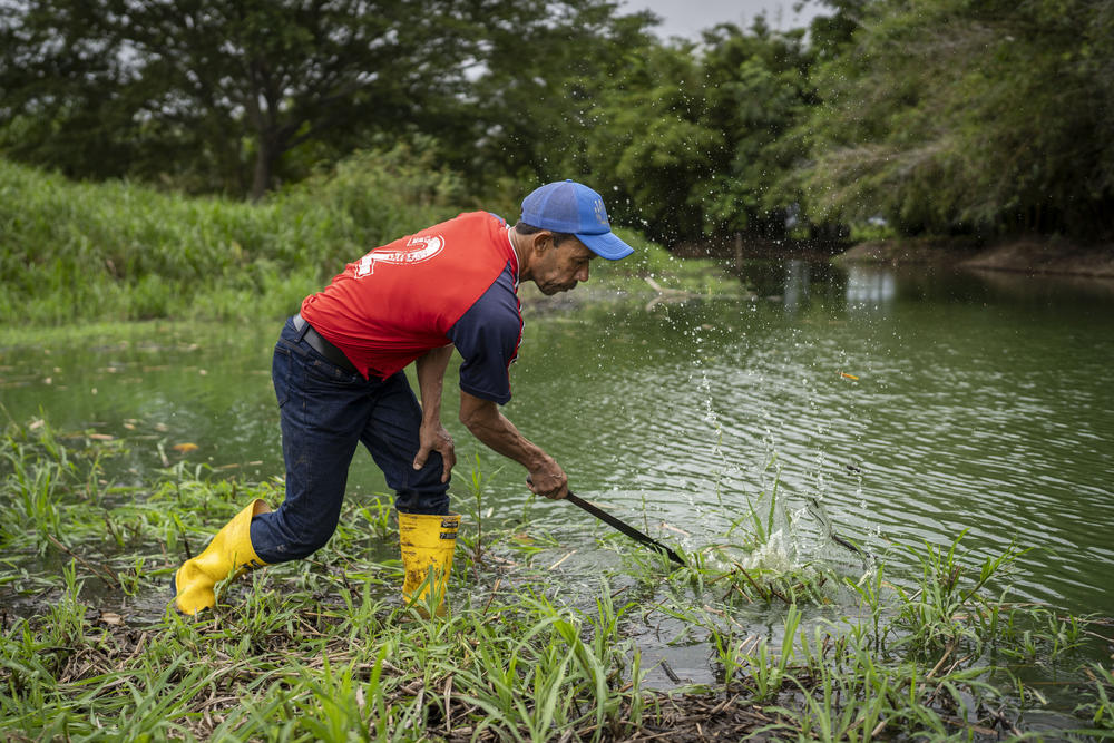One of Velásquez's colleagues in the fishers association uses a machete to clear brush from the banks of a Magdalena River tributary.