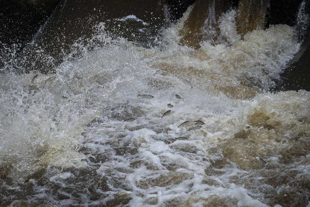 Fish in a spillway on a tributary of the Magdalena River. Velásquez heads a fishers association but spends much of her time working to denounce and prevent water pollution.