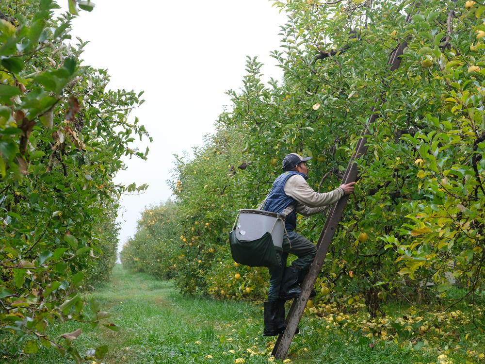 Guadalupe Zarate harvests trees for Kitchen's Orchard in Hedgesville, West Virginia. He can pick a bushel, more than forty apples, per minute.