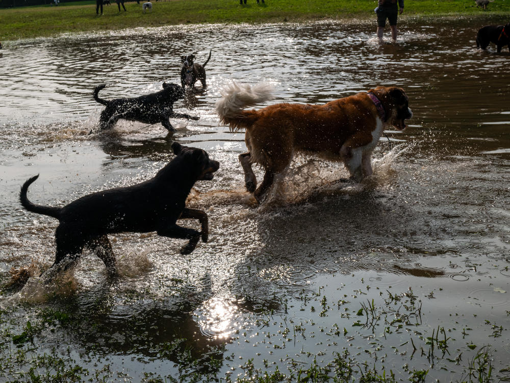 Healthy dogs romp in Brooklyn's Prospect Park in early October, after a storm caused severe flooding. Around the country a mysterious respiratory illness is making some dogs sick.