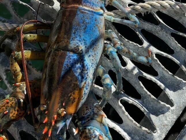 A fisherman shows off Bowie the lobster, which is half-blue, half-red and very rare.