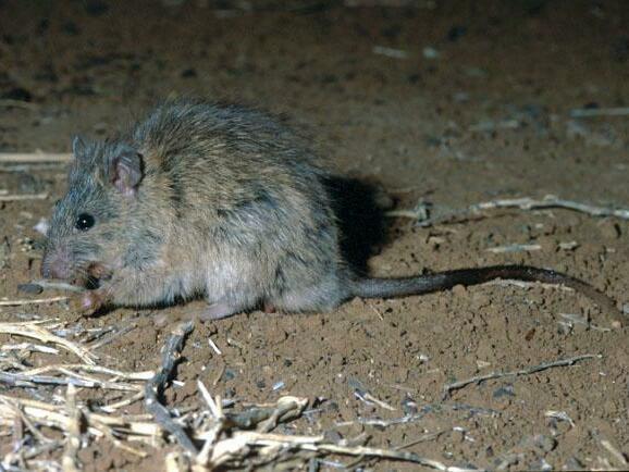 The long-tailed rat.