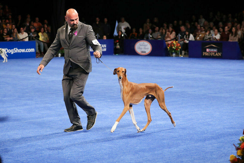 An Azawakh named Yaro won the Hound Group.