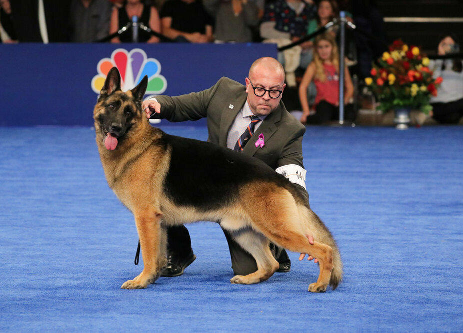 The Herding Group Winner was a German shepherd named Heathcliff.