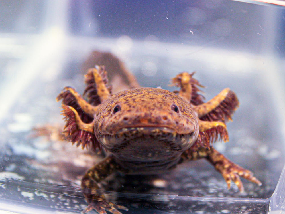 Axolotls became an internet sensation in 2021 after the video game Minecraft added the species into its universe.