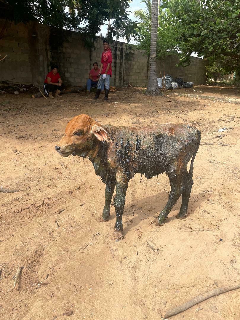 Spilled oil can ruin fishing nets and outboard motors and harm wildlife and livestock, including this calf that wandered onto a Lake Maracaibo beach and is trying to lick off the oil stuck to its body.