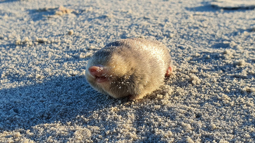 De Winton's Golden Mole, a blind mole that lives beneath the sand has been rediscovered in Port Nolloth, South Africa. The small mammal has evaded scientists for nearly 90 years, using sensitive hearing that can detect vibrations from movement above the surface.