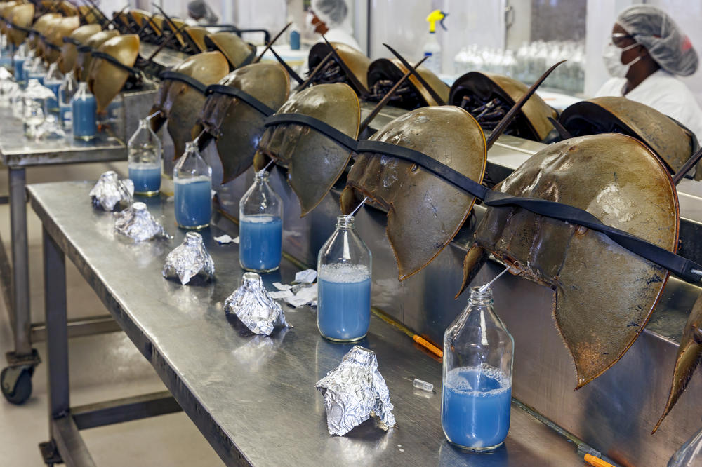 Horseshoe crabs are bled at a facility in Charleston, S.C. Biomedical companies use the animals' blood to detect bacterial toxins.
