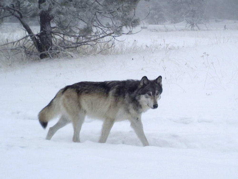 This December 2018 photo provided by the Oregon Department of Fish and Wildlife shows the breeding male of the Chesnimnus Pack caught on camera during the winter survey on U.S. Forest Service land in northern Wallowa County, Oregon.  (Oregon Department of Fish and Wildlife via AP, File)