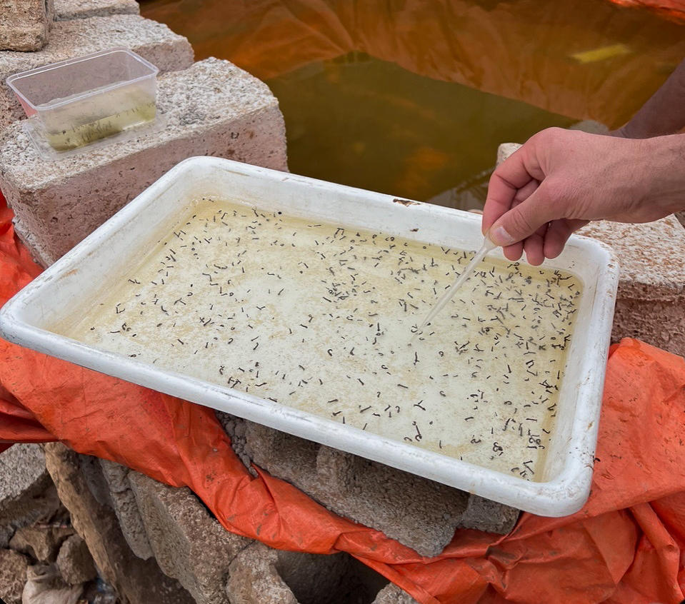 Mosquito larvae collected from a pit of standing water at a construction site. A pipette is used to separate out <em>A. stephensi</em> larvae from other species.