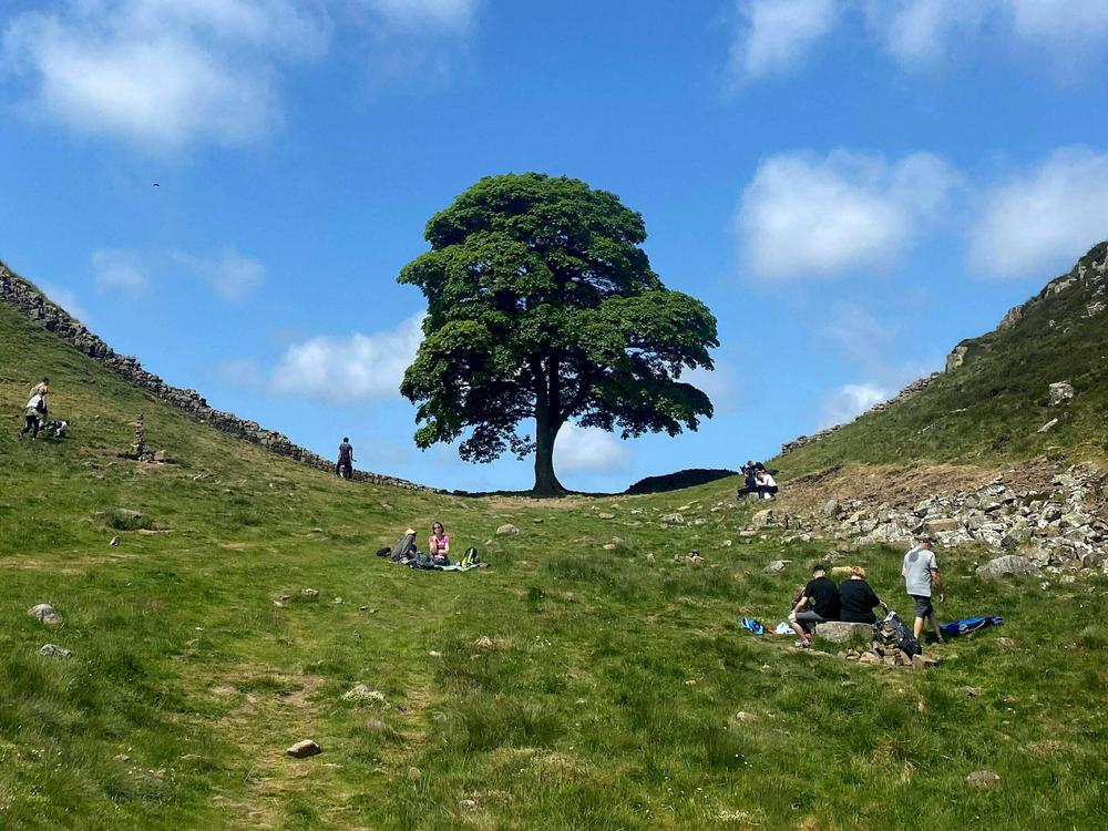 The Sycamore Gap tree drew visitors and fame to a section of Hadrian's Wall near Hexham, in northern England. It's seen here in June and, at bottom, after it was felled in September.