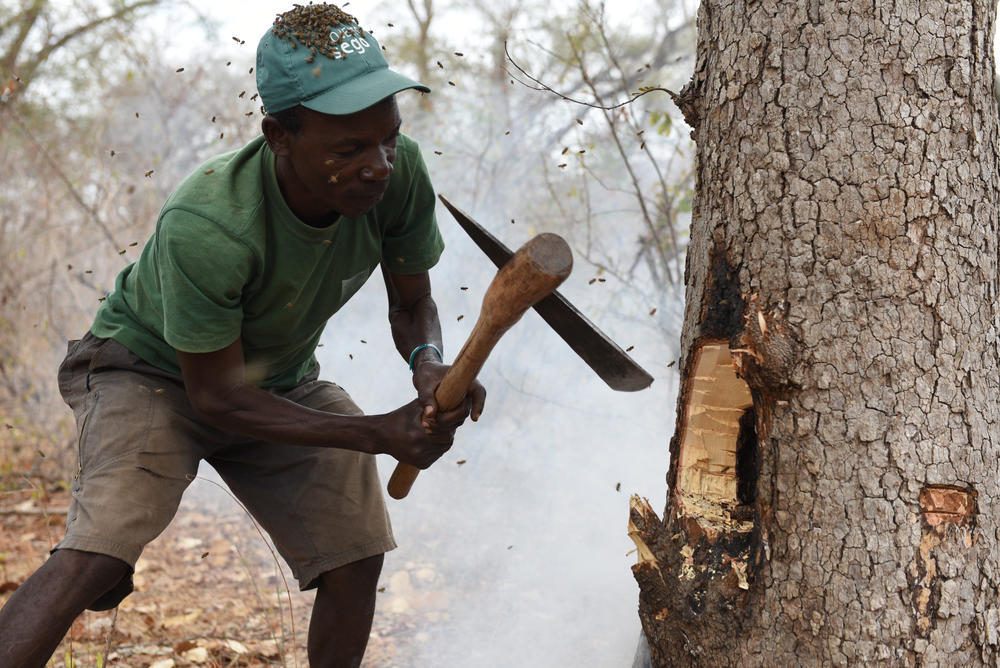 In Mozambique, a honeyguide bird led Yao honey-hunter Carvalho Issa Nanguar to this bees' nest. He's using smoke and an axe to harvest the honey.