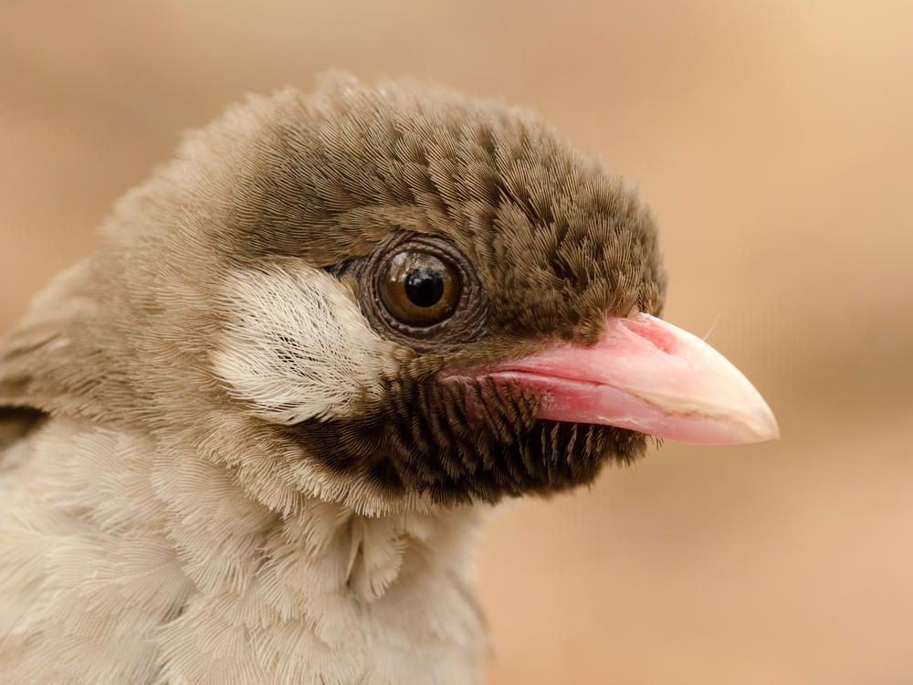 A male Greater Honeyguide in Mozambique's Niassa Special Reserve.