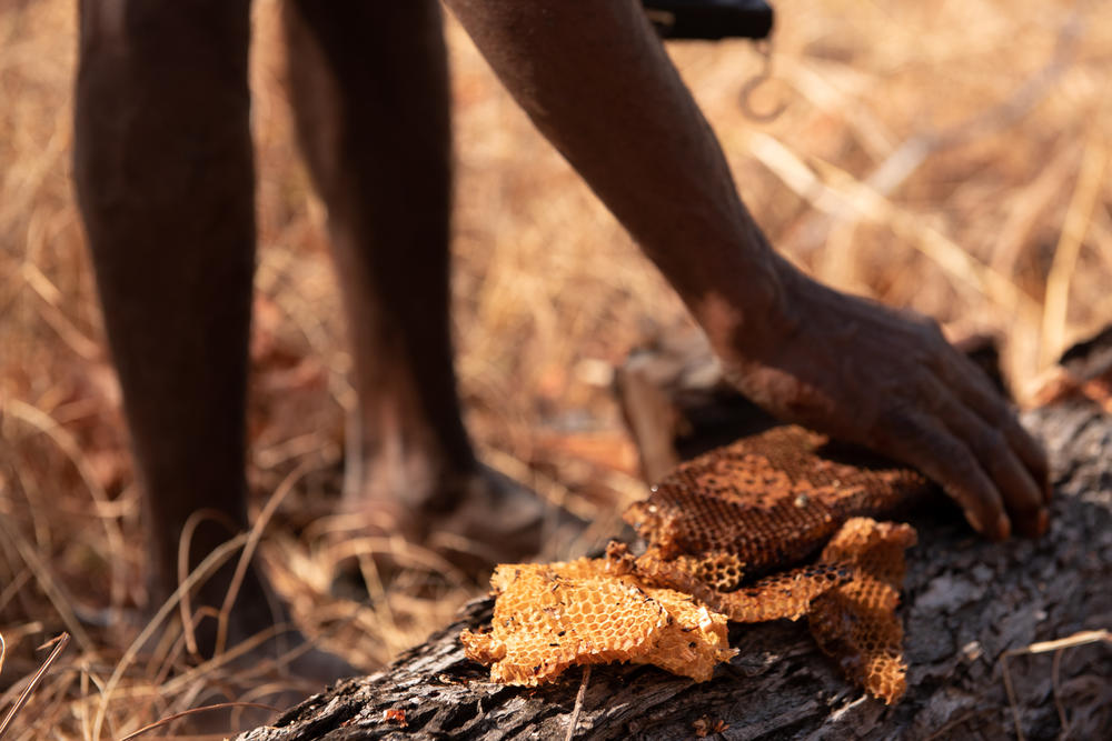 Honey-hunters in Niassa Special Reserve, Mozambique leave out tasty wax for the honeyguide birds that led them to beehives.