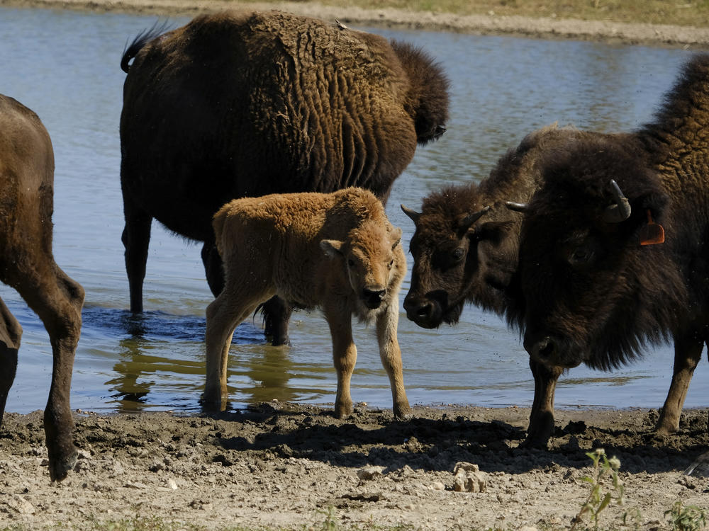 A young bison calf with its herd at Bull Hollow, Okla., on Sept. 27, 2022. American bison, or buffalo, have bounced back from their near extinction due to commercial hunting in the 1800s. Many tribes are participating in their restoration.