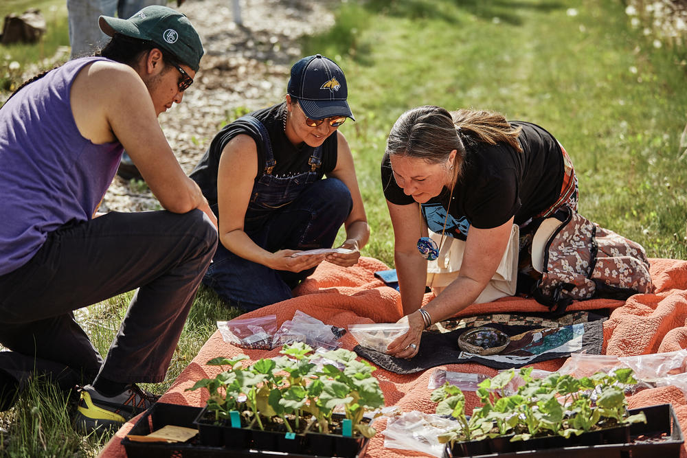 From left to right, James Vallie (Apsáalooke/Anishinaabe), Angela Bear Claw (Apsáalooke), and Jill Falcon Ramaker (Anishinaabe) plant Native seeds in the Indigenous gardens at Montana State University on June 4, 2021.
