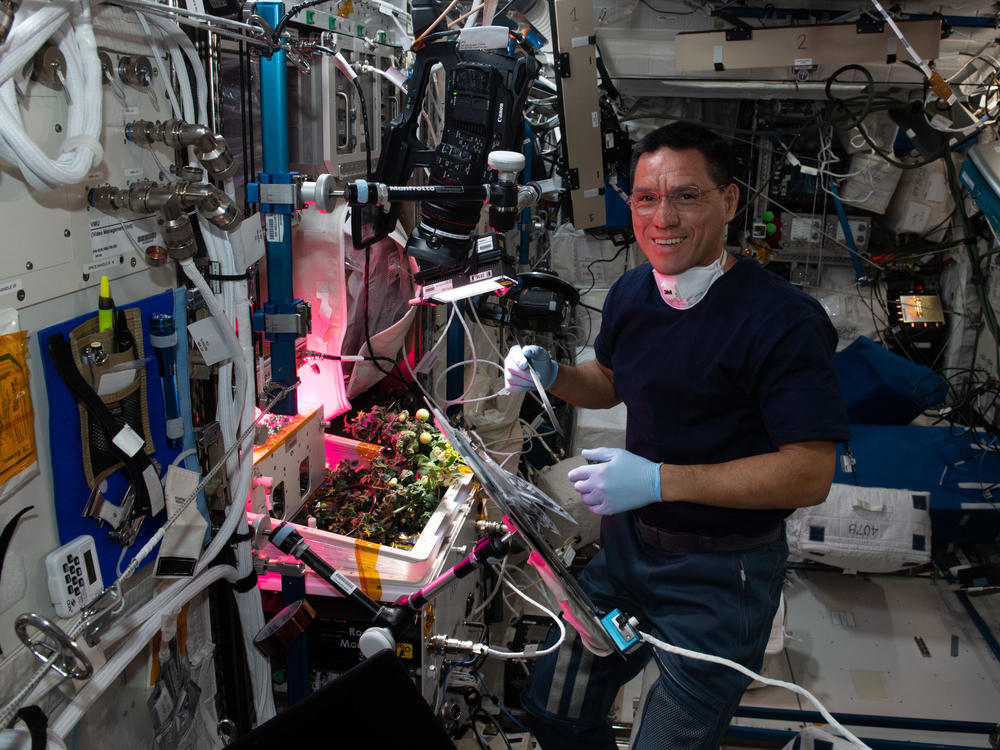 NASA astronaut Frank Rubio checks tomato plants growing inside the International Space Station for a space botany study.