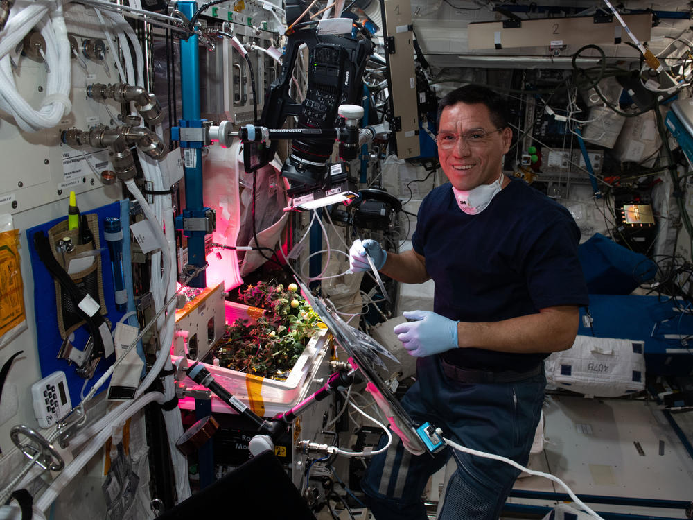 NASA astronaut Frank Rubio checks tomato plants growing inside the International Space Station for a space botany study.