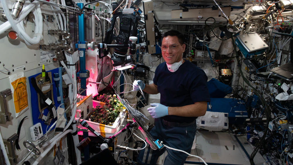 NASA astronaut Frank Rubio checks tomato plants growing inside the International Space Station for a space botany study.