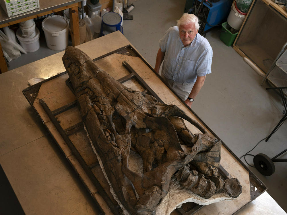 Sir David Attenborough with the restored pliosaur skull in the workshop of the Etches Collection Museum, Kimmeridge, Dorset, UK.