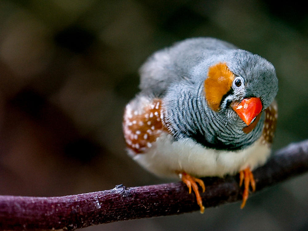New research suggests that zebra finches must sing a lot to maintain top-tier singing performances.