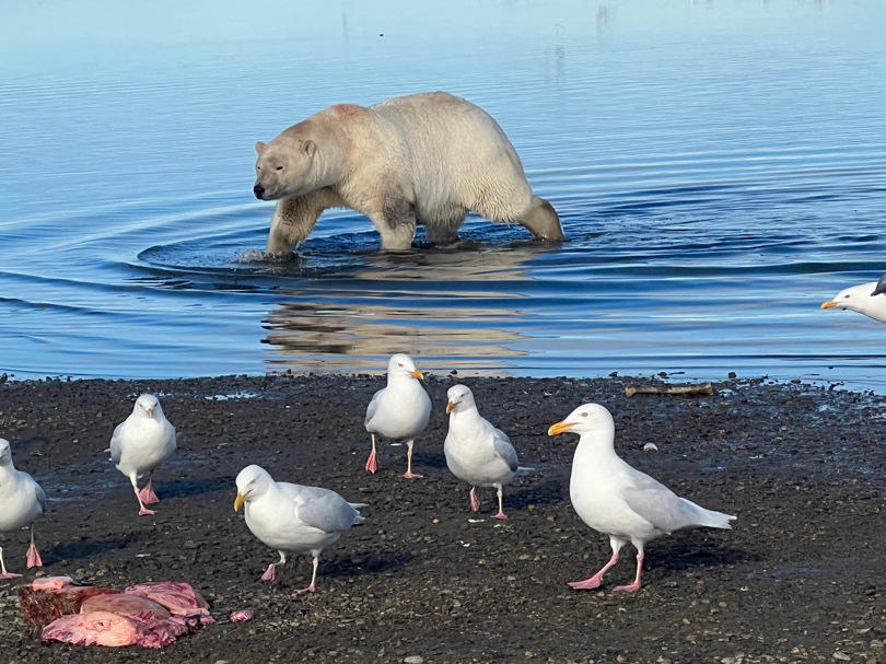 Kaktovik, Alaska observer Carla SimsKayotuk reports that an increased abundance of polar bears near the community is a recent change.