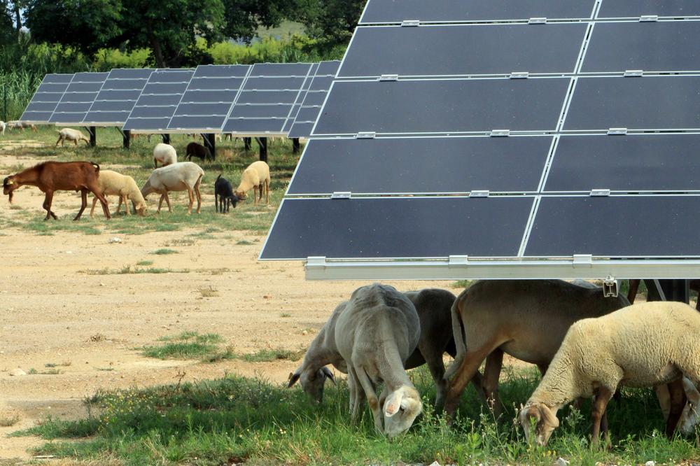 Sheep graze on the grounds of Ortaffa's agri-solar photovoltaic park during its inauguration in southern France.