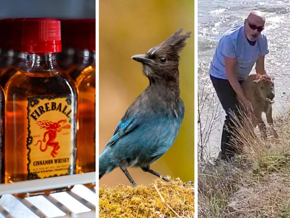 2023 has been a wild year. This composite image shows some of the subjects of our most popular stories: Fireball Whiskey, a Steller's jay, a Yellowstone visitor attempting to help a stranded bison calf, and Tucker Carlson.