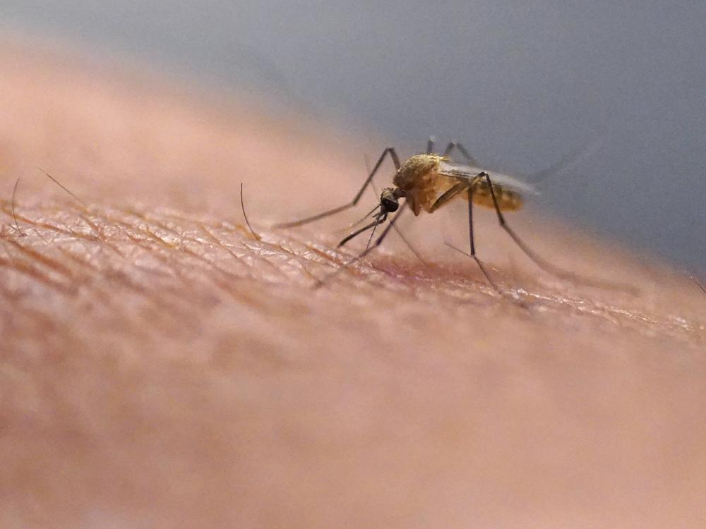 Mosquitoes can carry viruses including dengue, malaria, chikungunya and Zika. They are a growing public health threat abroad and in the United States.