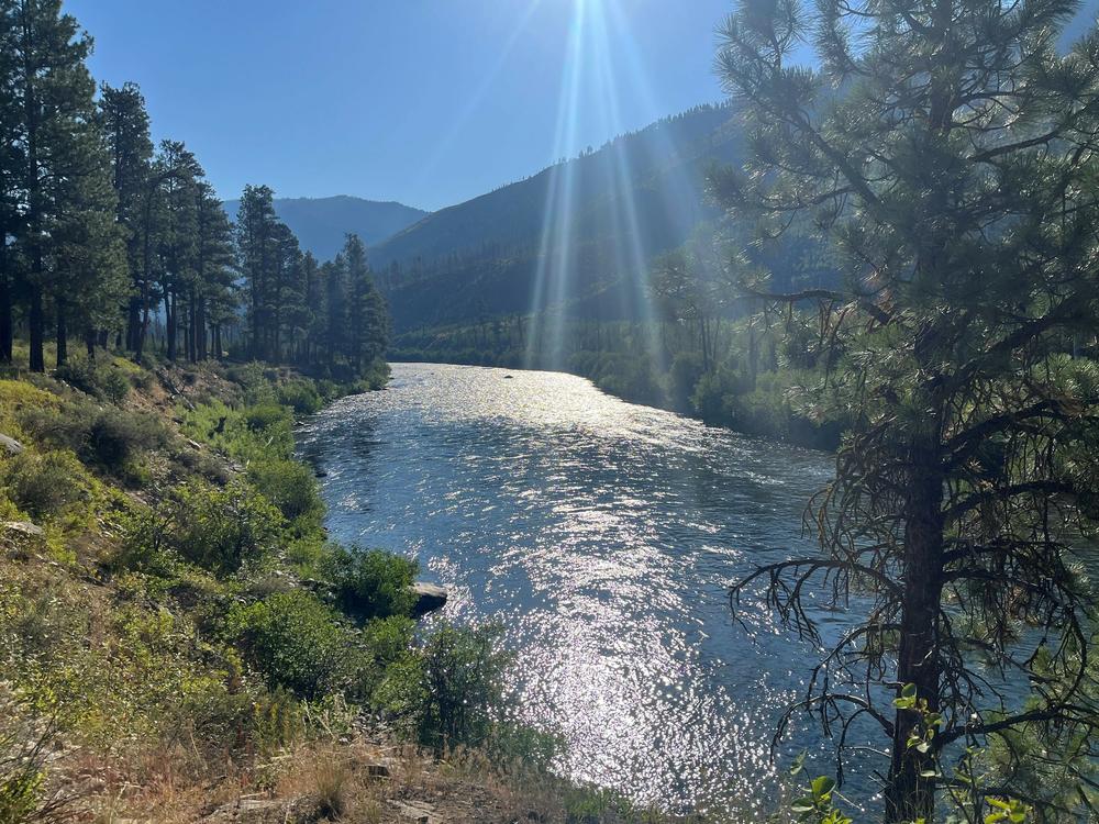 Salmon were historically abundant in the Salmon River in central Idaho.