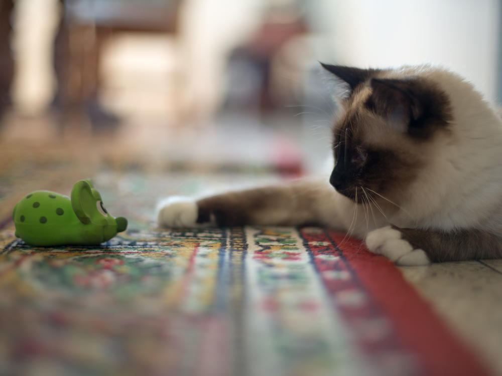 Birman kitten playing with mouse