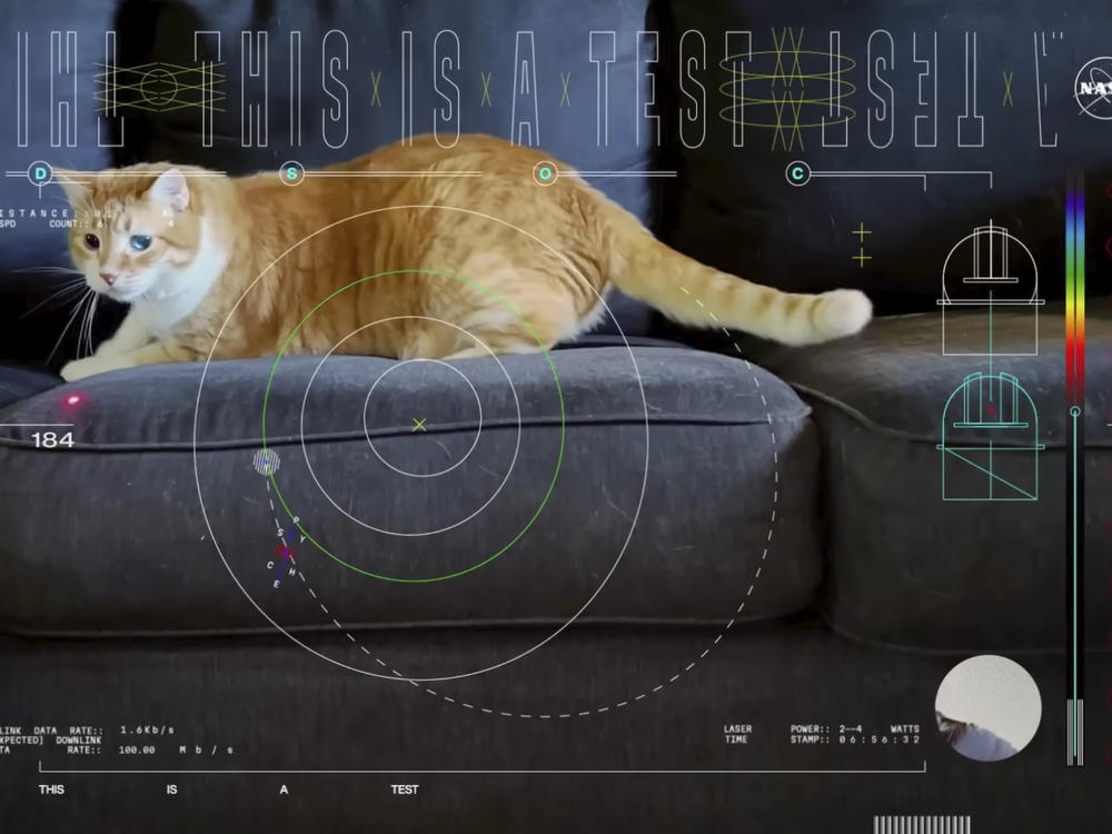 This image shows a frame from a 15-second ultra-high-definition video featuring a cat named Taters which was streamed via laser from deep space by NASA on Dec. 11, 2023.
